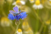 Bl&auml;uling auf Kornblume (1 von 1)